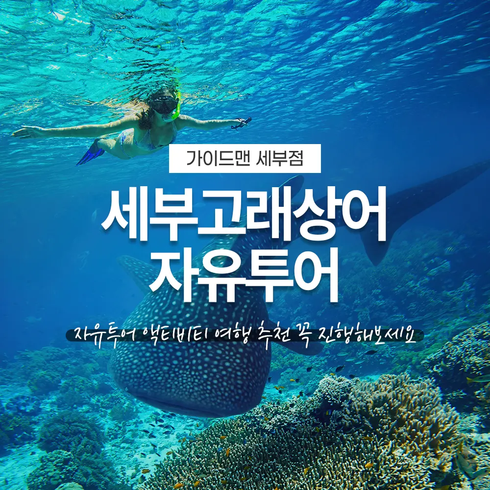 필리핀 세부고래상어 자유투어 액티비티 여행 추천