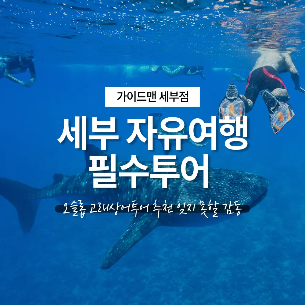 세부 자유여행 필수투어 오슬롭 고래상어투어 추천 잊지 못할 감동